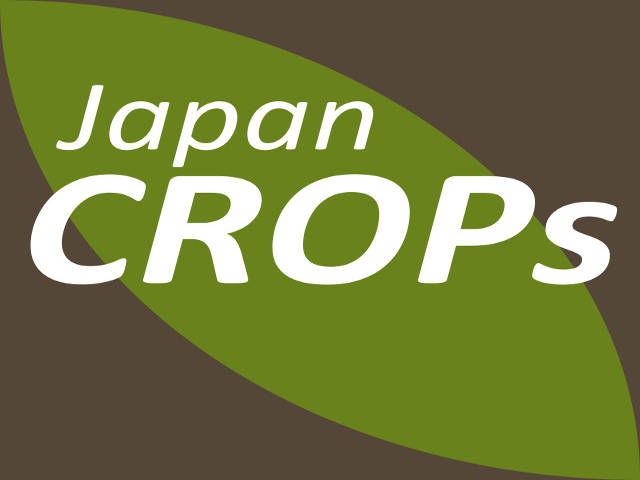 軟白エンダイブ - 1枚目の写真・イメージ - 日本の農作物と農業を促進[JapanCROPs]