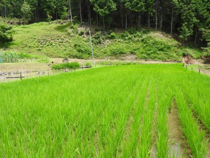稲刈り体験（サンプル） - 1枚目の写真・イメージ - 日本の農作物と農業を促進[JapanCROPs]