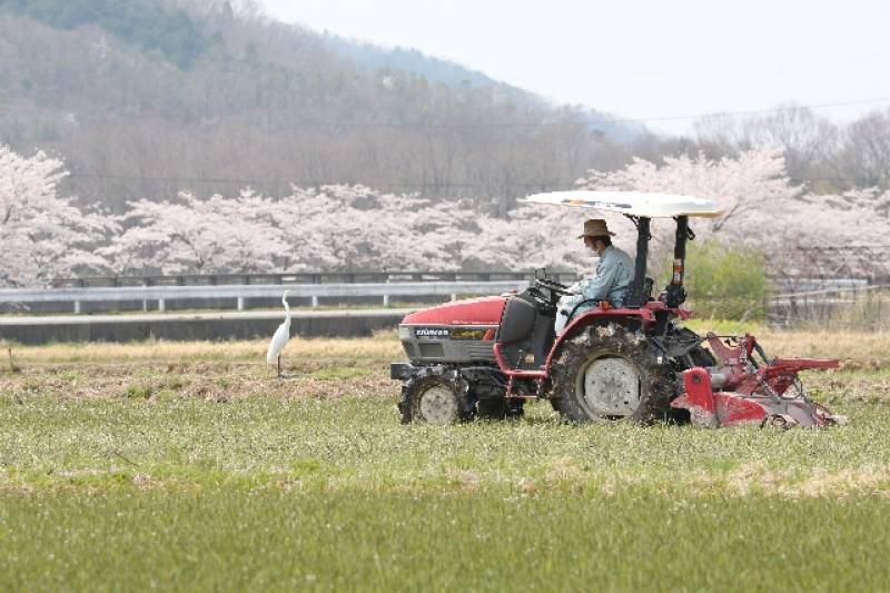 稲刈り体験（サンプル） - 2枚目の写真・イメージ - 日本の農作物と農業を促進[JapanCROPs]