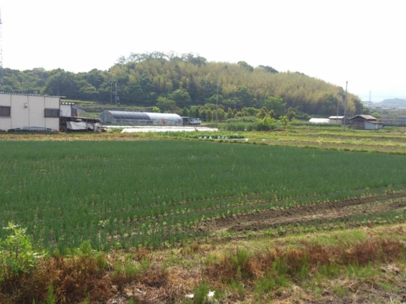 米の生育状況（サンプル） - 2枚目の写真・イメージ - 日本の農作物と農業を促進[JapanCROPs]