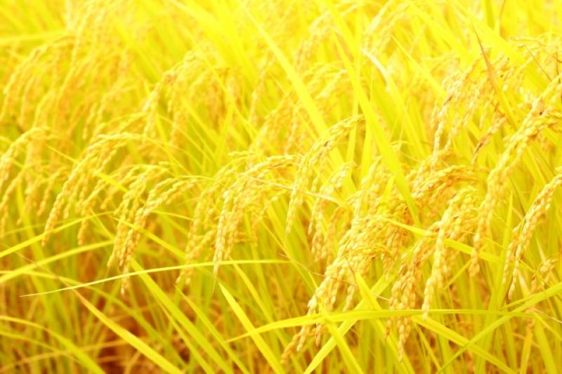 お米の出来（サンプル） - 1枚目の写真・イメージ - 日本の農作物と農業を促進[JapanCROPs]