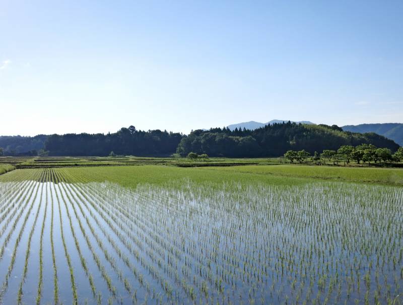Wetland rice(Lowland rice) - Crops - Agriculture - 1st picture/image