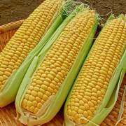 Sweet corn - Districts / Prefectures -  - 1st picture/image