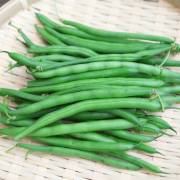 String bean(French bean) - Districts / Prefectures -  - 1st picture/image