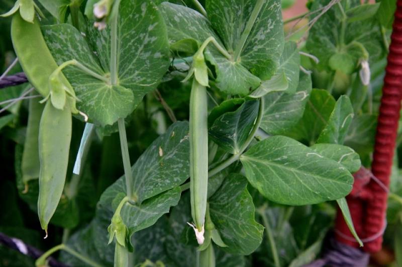 Podded pea(Garden pea) - Crops - Overview - 2nd picture/image