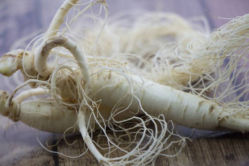 Ginseng - Crops - Agriculture - 1st picture/image