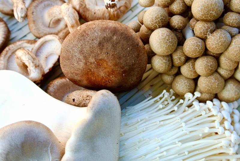 mushrooms - Crops - Agriculture - 1st picture/image