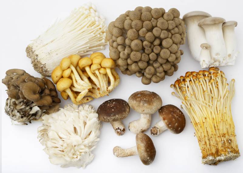 mushrooms - Crops - Overview - 2nd picture/image