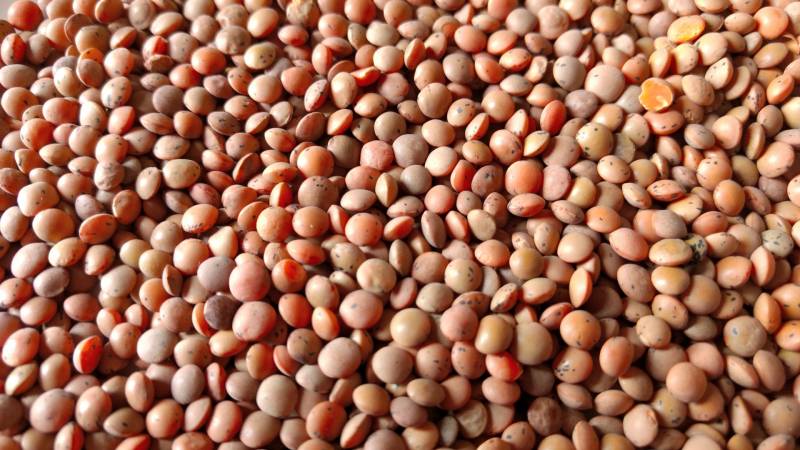 豆(種実)類 - 農作物 - 農業 - 1枚目の写真・イメージ
