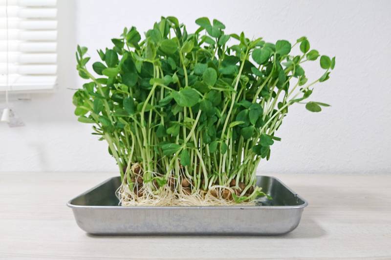 Pea sprouts - Crops - Overview - 2nd picture/image