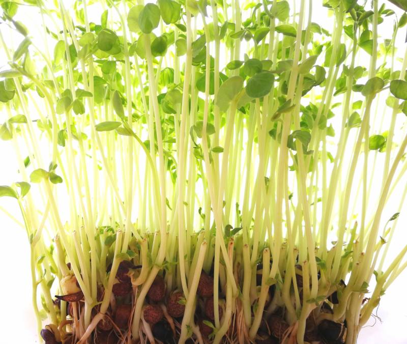 Pea sprouts - Crops - Products - 1st picture/image