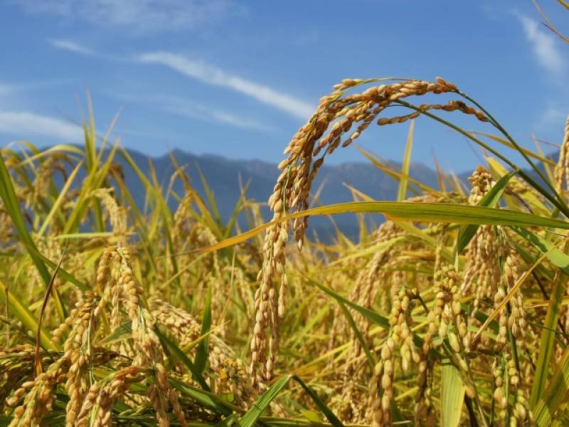 米(こめ,稲) - 農作物 - 基本情報 - 2枚目の写真・イメージ