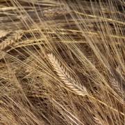麦類(小麦,大麦,麦類,ムギ) - 産地 / 都道府県 -  - 1枚目の写真・イメージ
