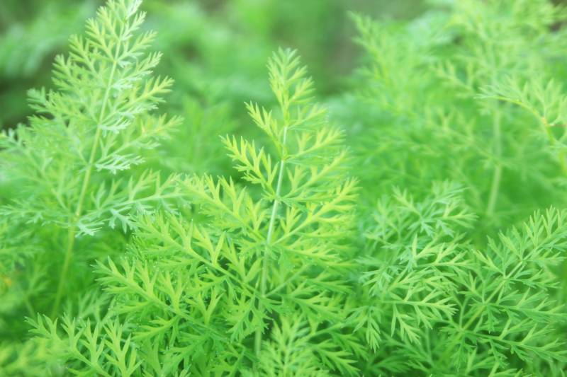 apiaceae leafy-vegetable - Crops - Agriculture - 1st picture/image