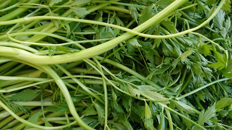 apiaceae leafy-vegetable - Crops - Overview - 2nd picture/image
