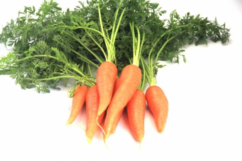 Carrot - Crops - Districts / Municipalities - 1st picture/image