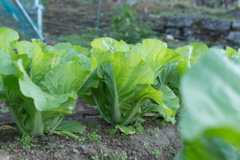 Chinese cabbage - Crops - Overview - 2nd picture/image