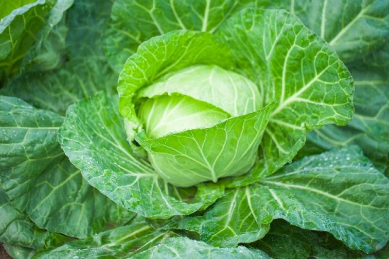 Green ball - Cabbage's Cultivars/Varieties - 2nd picture/image