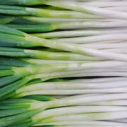 Welsh onion - Districts / Prefectures -  - 1st picture/image