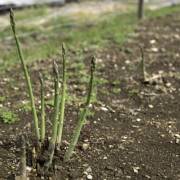 Asparagus - Districts / Prefectures -  - 1st picture/image