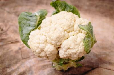 野菜 KEN KUSA CRAFT SAGA shape ken only Maple CFTSAGA21 (made in USA) – FANKEN