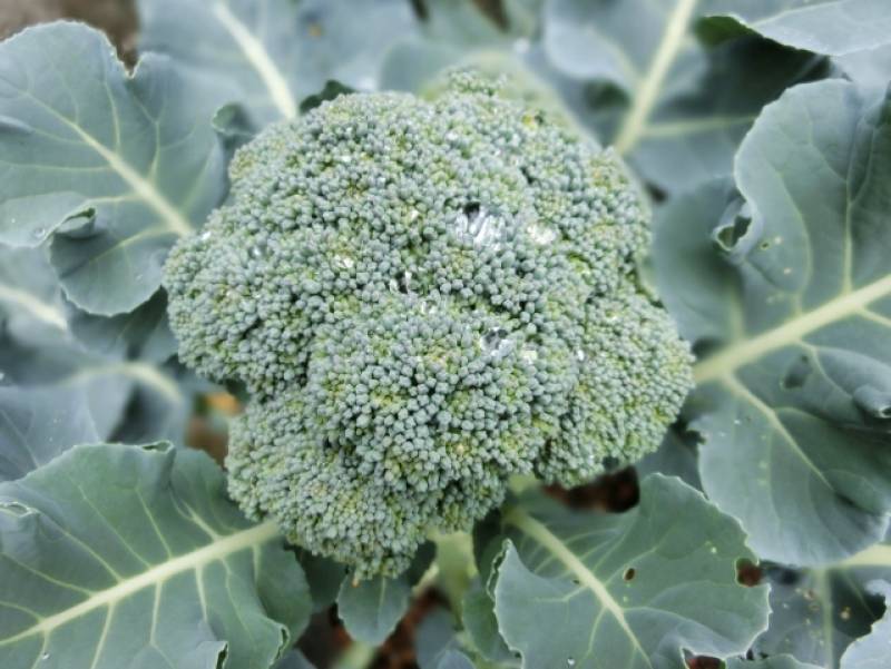 Broccoli - Crops - Overview - 2nd picture/image