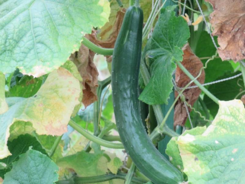 Cucumber - Crops - Overview - 2nd picture/image