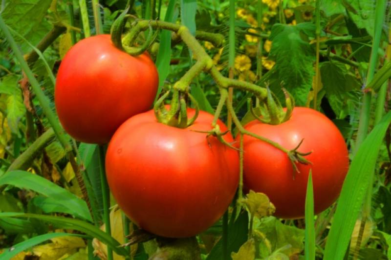 Yellow aiko - Tomato's Cultivars/Varieties - 2nd picture/image