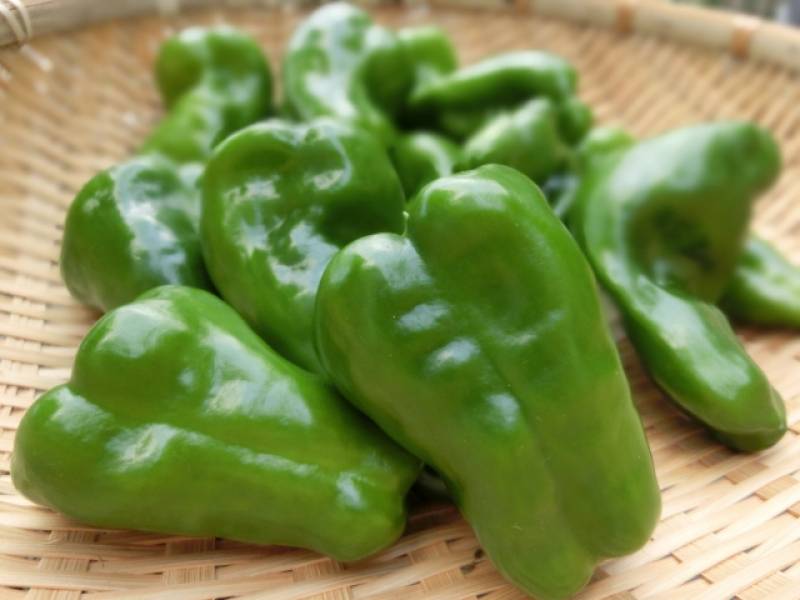 Bell pepper - Crops - Seasons - 1st picture/image
