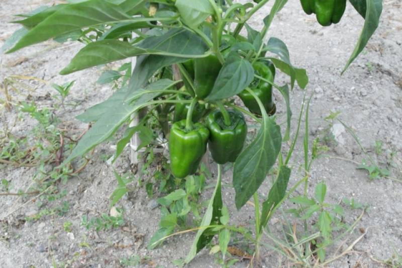 Jumbo midori peaman - Bell pepper's Cultivars/Varieties - 2nd picture/image