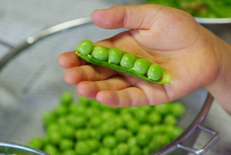 Green pea - Crops - Nutrients - 1st picture/image