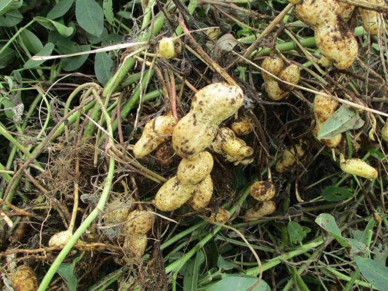matured peanut(matured groundnut) - Crops - Overview - 2nd picture/image