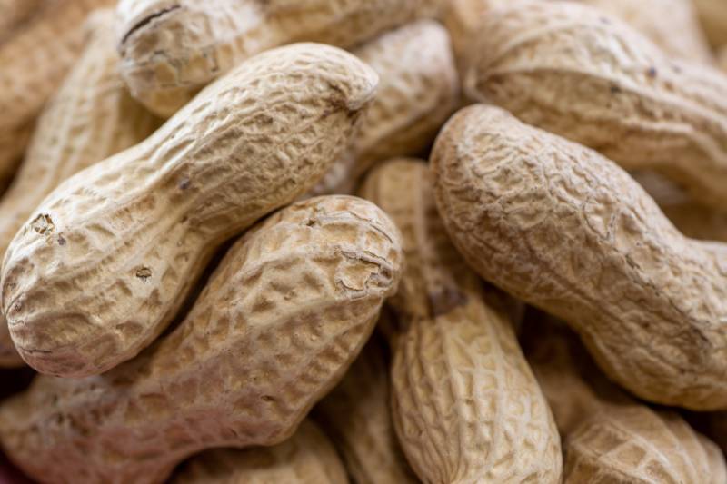 matured peanut(matured groundnut) - Crops - Notice / Blog - 1st picture/image