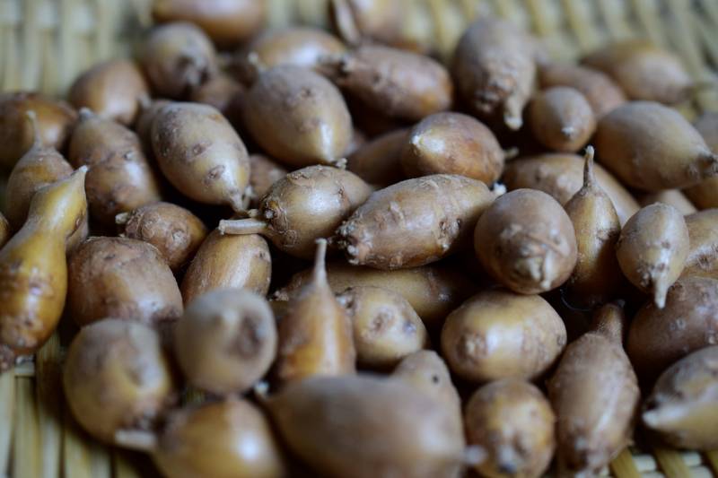 アピオス(アメリカホドイモ,ほど芋) - 農作物 - 農業 - 1枚目の写真・イメージ
