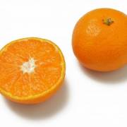 Citrus unshiu(Japanese orange, Satuma mandarin, Mikan) - Districts / Prefectures -  - 1st picture/image