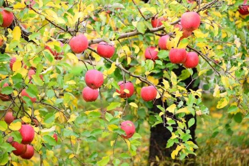 りんご(林檎,リンゴ,アップル) - 農作物 - 基本情報 - 2枚目の写真・イメージ