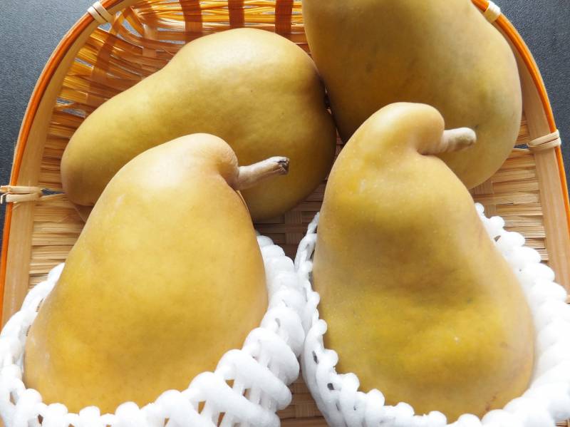 Western pear - Crops - Districts / Prefectures - 1st picture/image