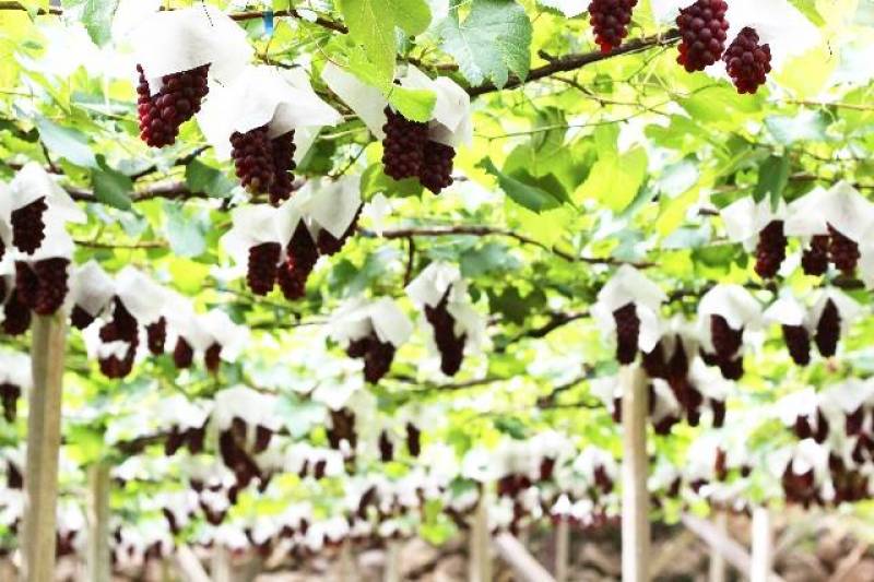 Benishinano budou - Grape's Cultivars/Varieties - 2nd picture/image