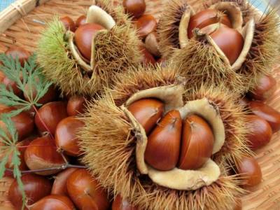 果物 ken Yamanashi-ken - Fruit | Yield amount trends for 10 years