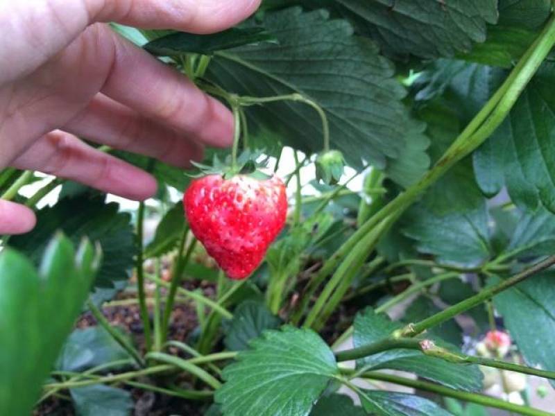 Kinuama ichigo - Strawberry's Cultivars/Varieties - 2nd picture/image