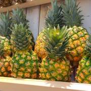 Pineapple - Districts / Prefectures -  - 1st picture/image