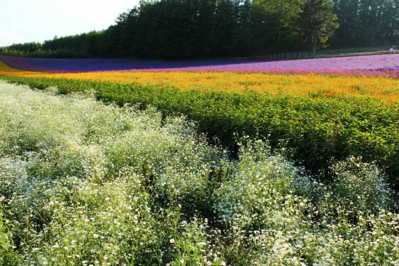 花き(花、はな、かき) - 農作物 - 基本情報 - 2枚目の写真・イメージ