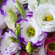 Eustoma - Districts / Prefectures -  - 1st picture/image