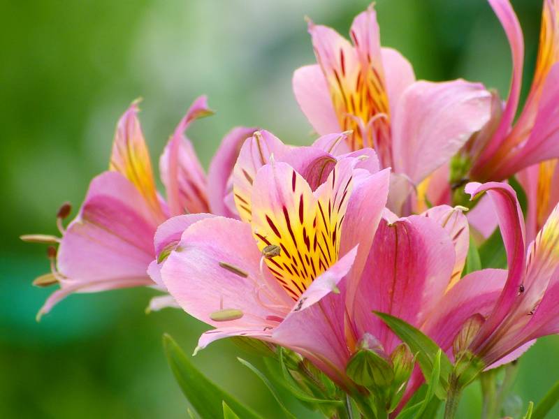 Alstroemeria - Crops - Agriculture - 1st picture/image