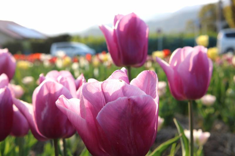 Tulip(Bulb) - Crops - Agriculture - 1st picture/image