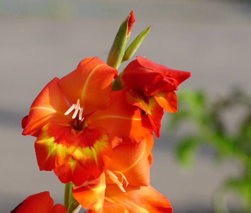 Gladiolus(Bulb) - Crops - Overview - 2nd picture/image
