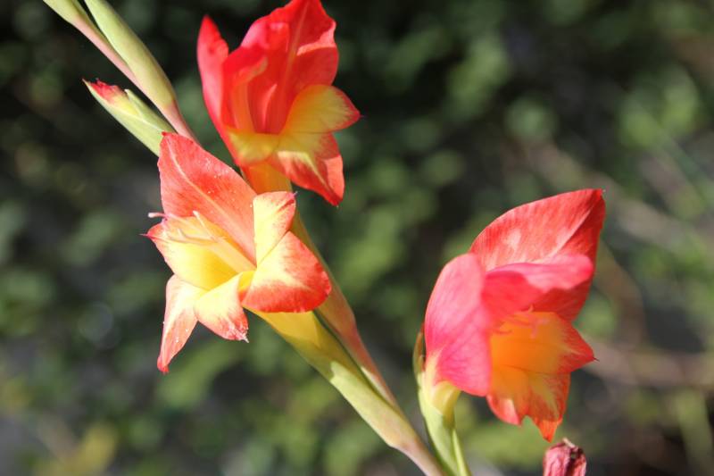 Gladiolus(Bulb) - Crops - Districts / Prefectures - 1st picture/image