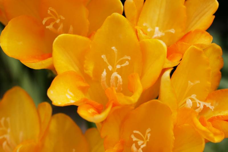 Freesia(Bulb) - Crops - Overview - 2nd picture/image