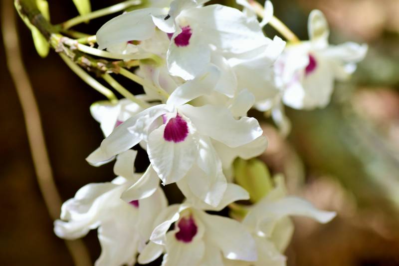 Orchid - Crops - Agriculture - 1st picture/image