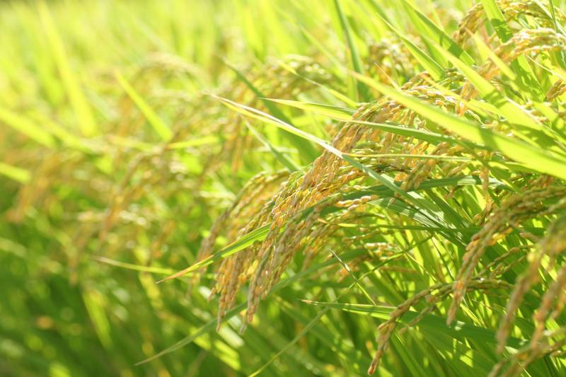 こしひかり(コシヒカリ) - 水稲の品種・分類 - 2枚目の写真・イメージ